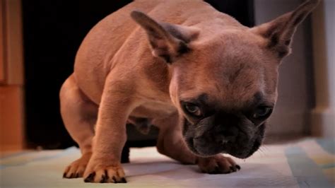 French Bulldog Puppy Struggling To Poop